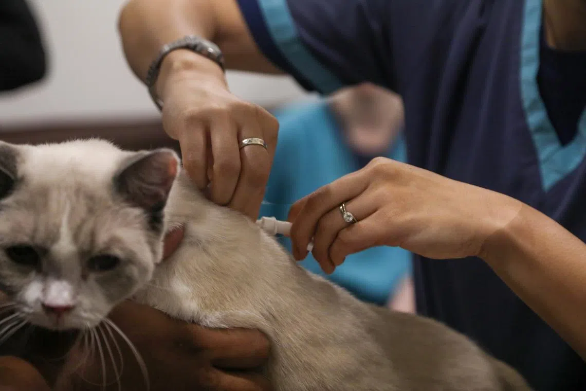 قانون جديد لتحسين صحة الحيوانات ورفاهيتها