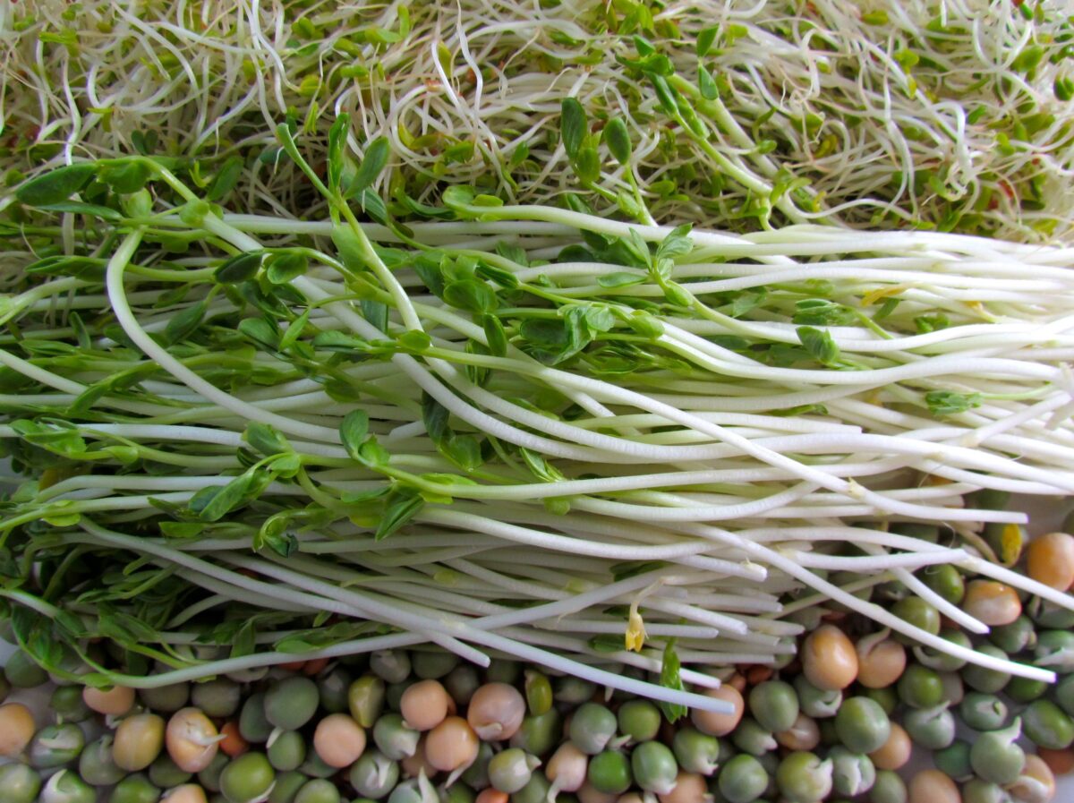 Préparation des fèves germées à la maison