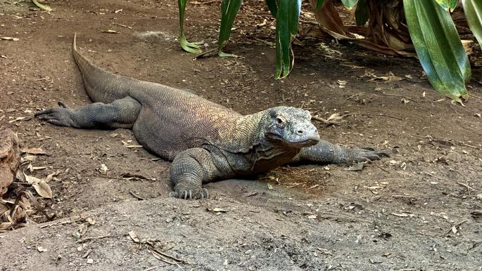 Indonésie prête des dragons de Komodo au Japon