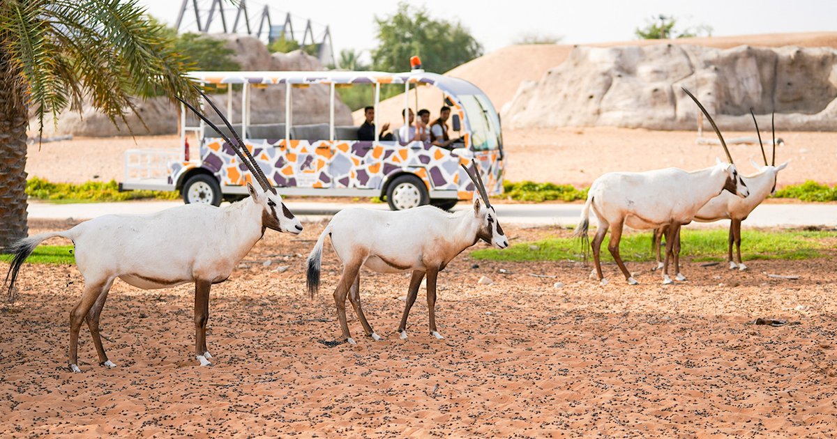 Offre spéciale au Safari Park de Dubaï : 4 billets pour 2