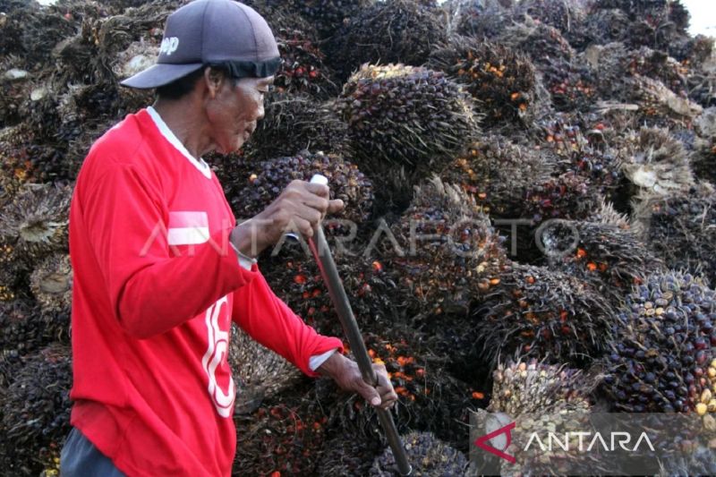 Regulierung der indonesischen Exporte über Danienta Sumber Daya