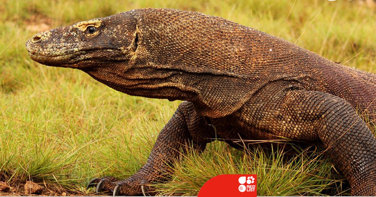 تعاون لحماية الكومودو بين إندونيسيا واليابان