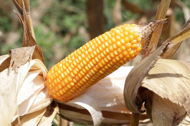 Indonesien stärkt Ernährungssicherheit durch Maisernte
