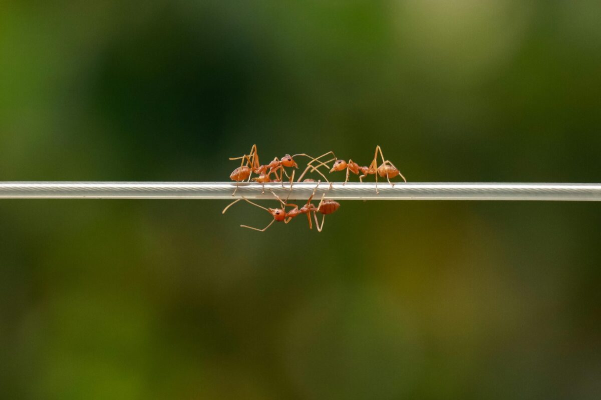 النمل المجنون: تهديد بيئي خطير