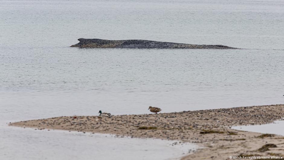 Rescue of Stranded Whale in the Baltic Sea
