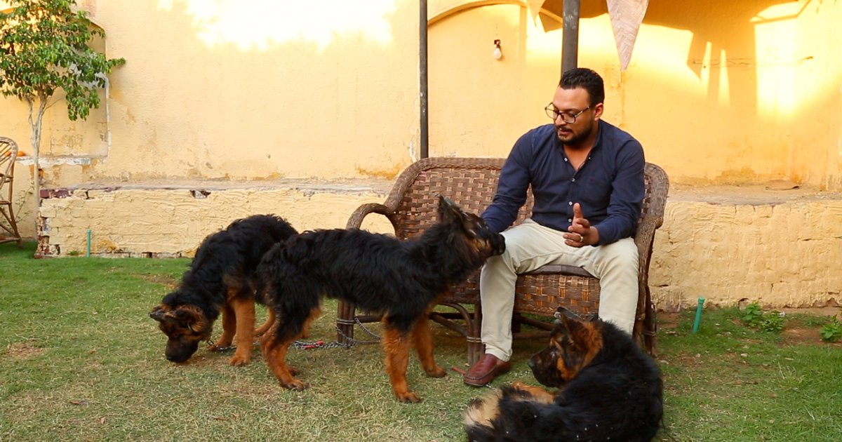 Études sur la domestication des chiens