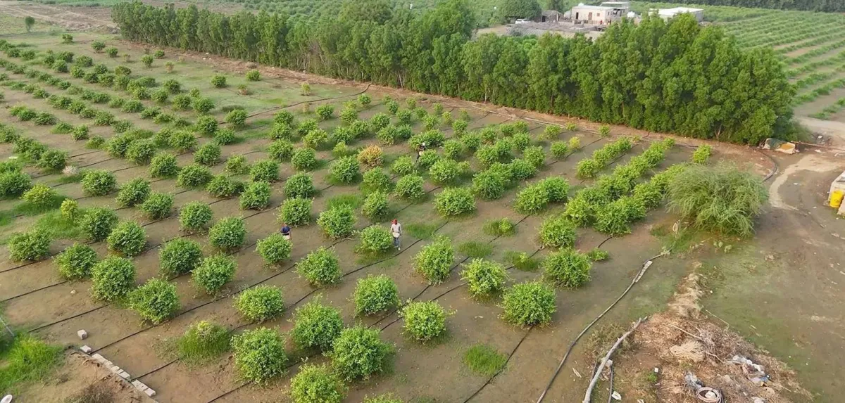 صندوق التنمية الزراعية السعودي يعزز الأمن الغذائي