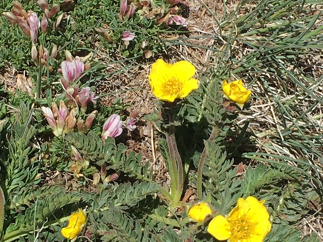 Arabian Plants Transform Lina's Sands into a White Wonderland
