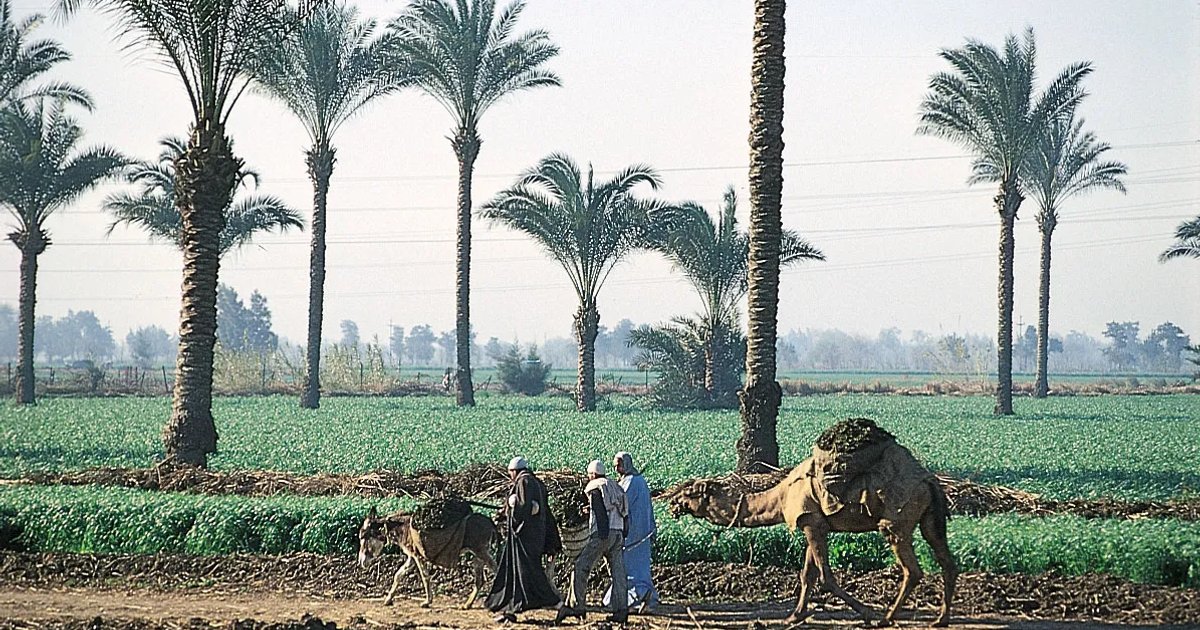Intensifier les tournées de terrain pour l'agriculture en Égypte
