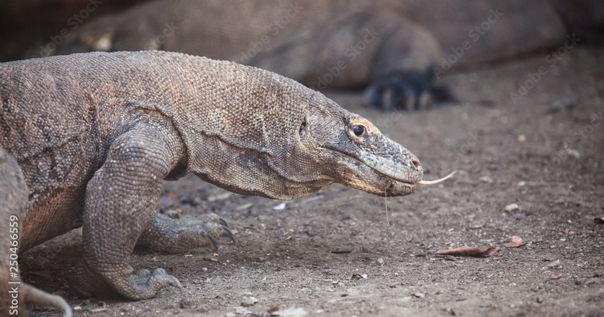 إطلاق سراح صغير الكومودو في إندونيسيا