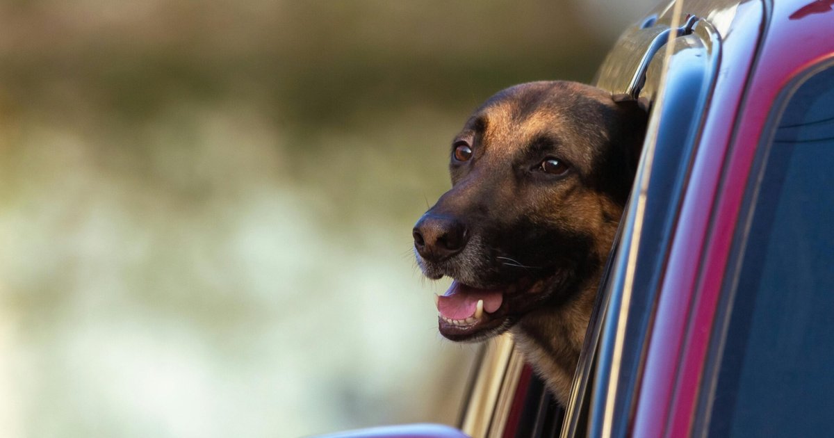 Transfert d'animaux de compagnie des Émirats vers l'étranger