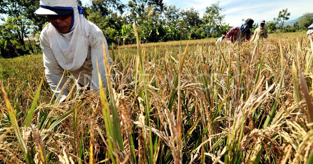 Quality of Rice in Kaltara: Confirmation from Indonesian Parliament