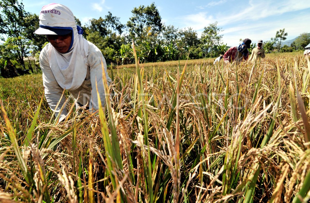 جودة الأرز في كالتارا: تأكيد من البرلمان الإندونيسي