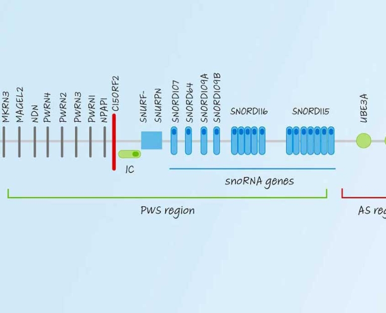 نيروكرين تسعى لتطوير أدوية جديدة للسمنة