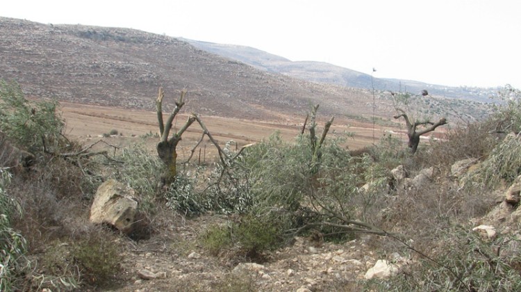 مستعمرون يقطعون أشجار زيتون ولوز في الخليل