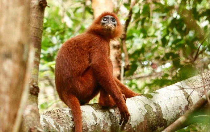 Indonesia Enhances Carbon Project Cooperation with AFoCO