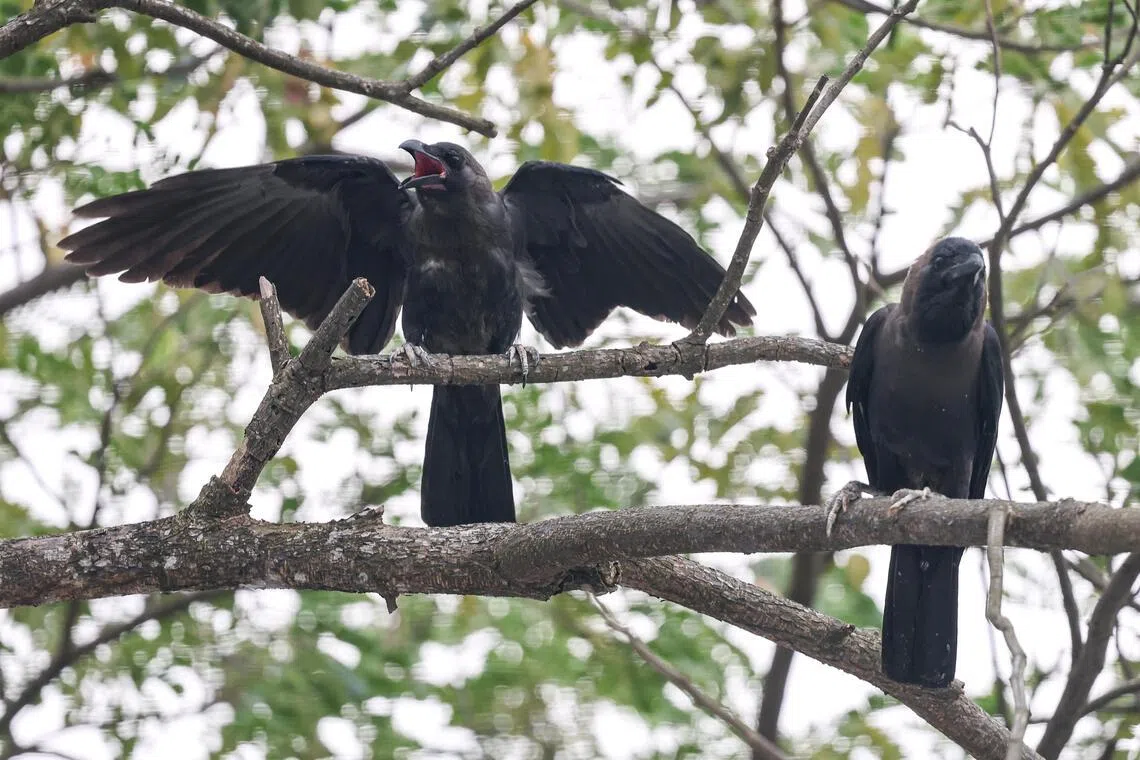Significant Increase in Crow Population in Singapore 2024