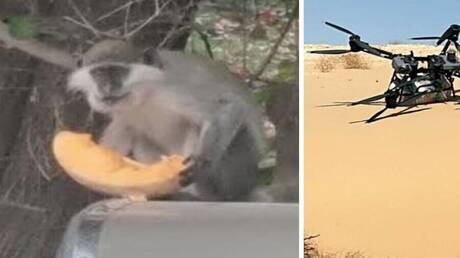 Trafic de singes guenons de Sinaï vers Israël