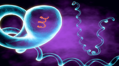 Alerte sur la bactérie Leptospirose à Hawaï