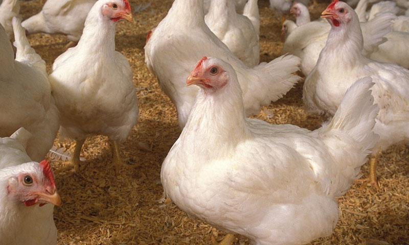 Preise für Hähnchen und Eier in Ägypten am 31. März 2026