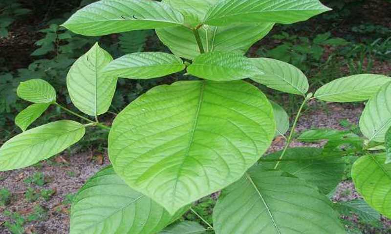 Kratomexport in Indonesien stärkt lokale Wirtschaft