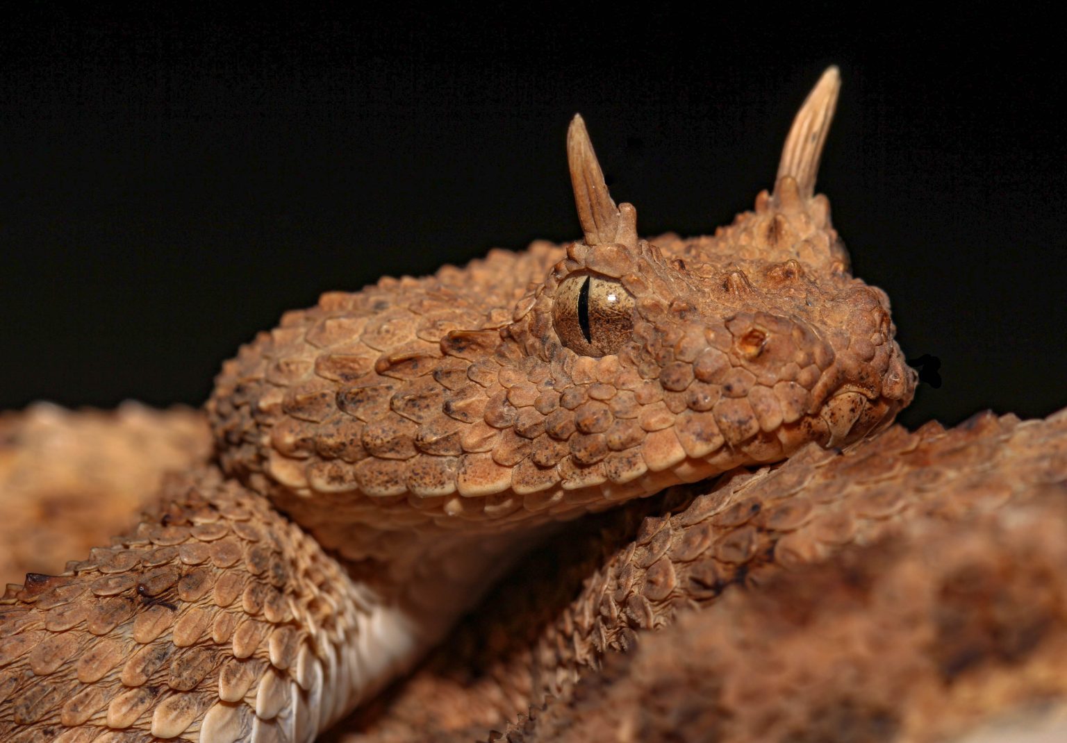 المغرب يستعد لانتخابات 2026 بمدونة أخلاقيات جديدة