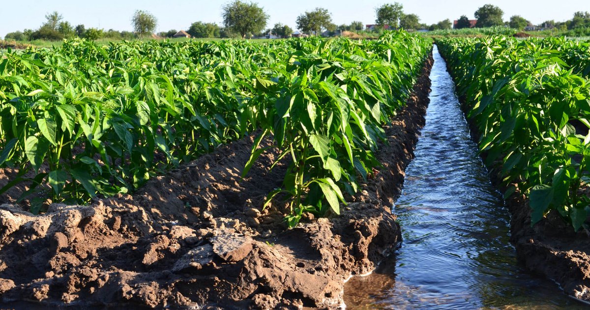 استعداد جاوة الشرقية لمواجهة الجفاف وحرائق الغابات