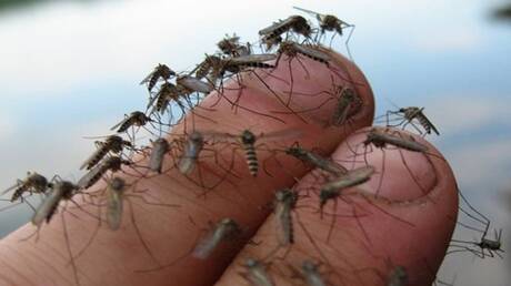 Record Mosquito Increase in Central Russia This Year