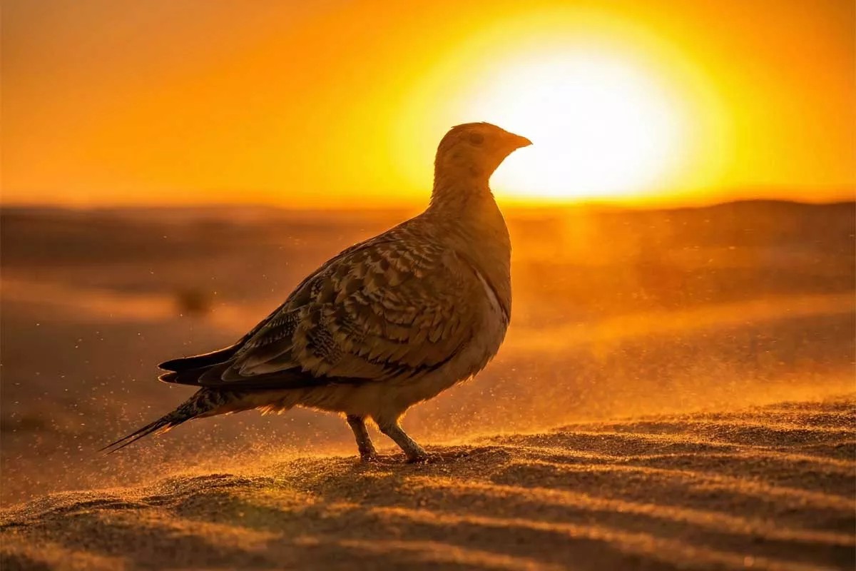 عودة طائر البختري إلى صحراء الحدود الشمالية