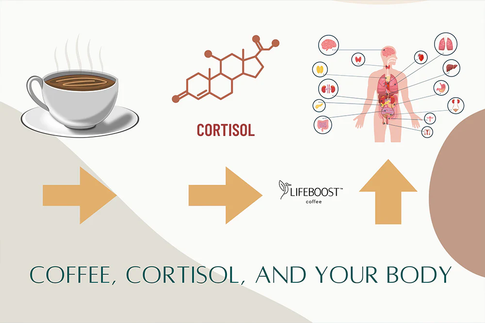 Impact du café du matin sur le cortisol : ce qu'il faut savoir