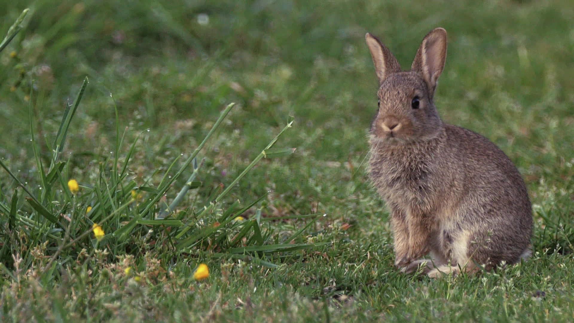 تزايد الأرانب يهدد الزراعة في هيرولت الفرنسية