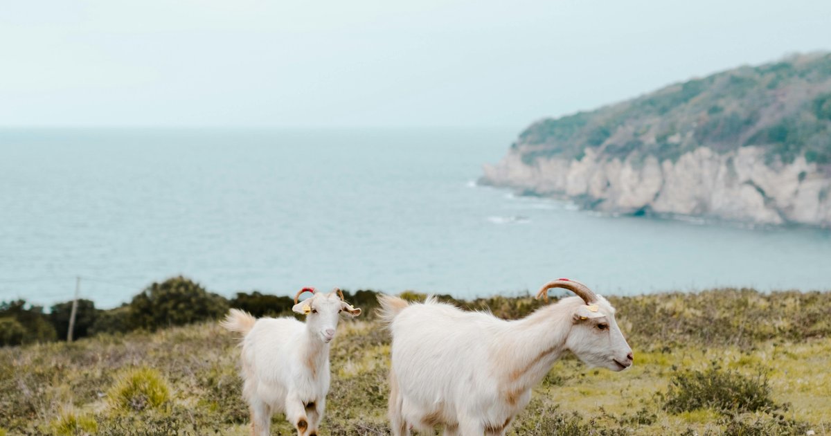 Warnung vor nicht zugelassenen Impfstoffen gegen Maul- und Klauenseuche