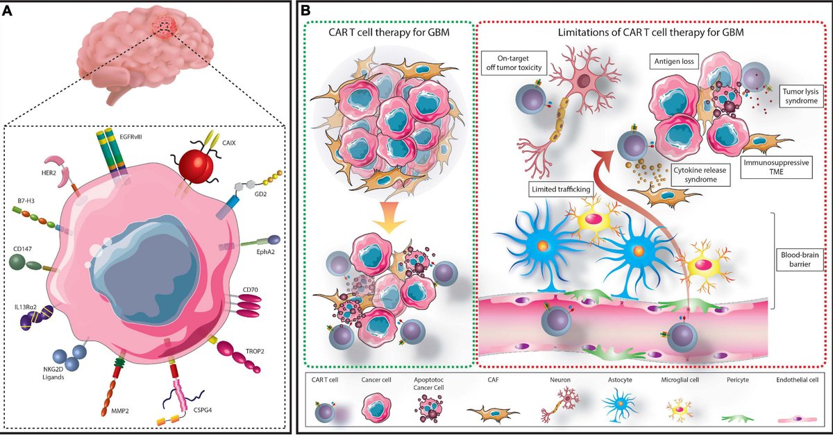 CAR-T Cells for Glioblastoma Treatment