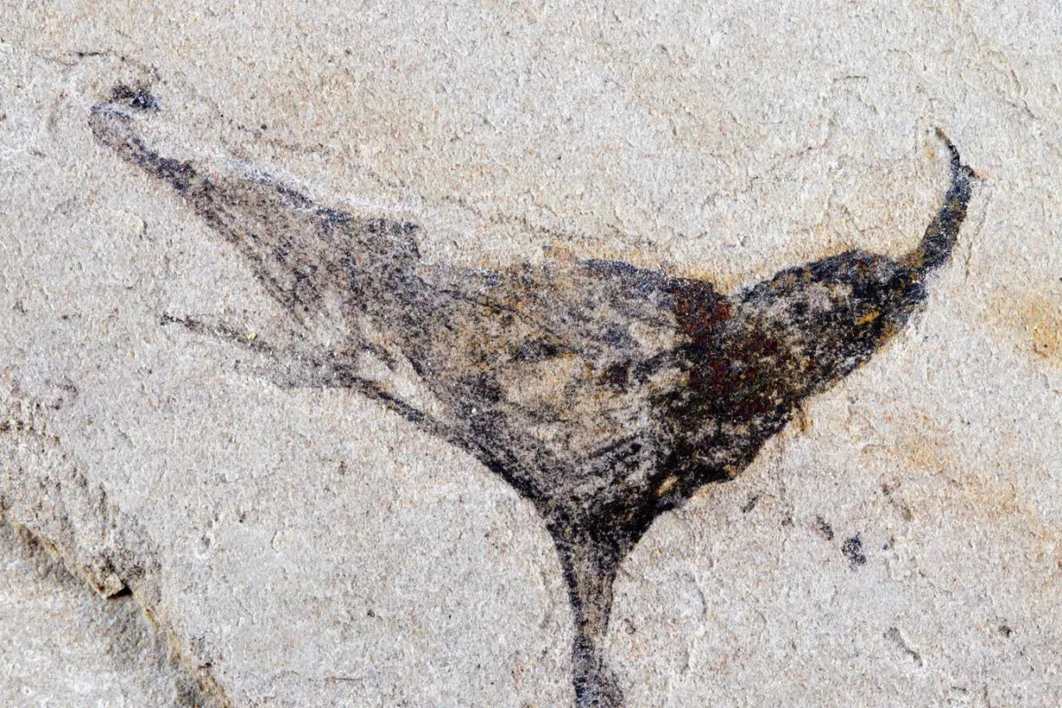 Découverte de fossiles révélant l'évolution de la vie