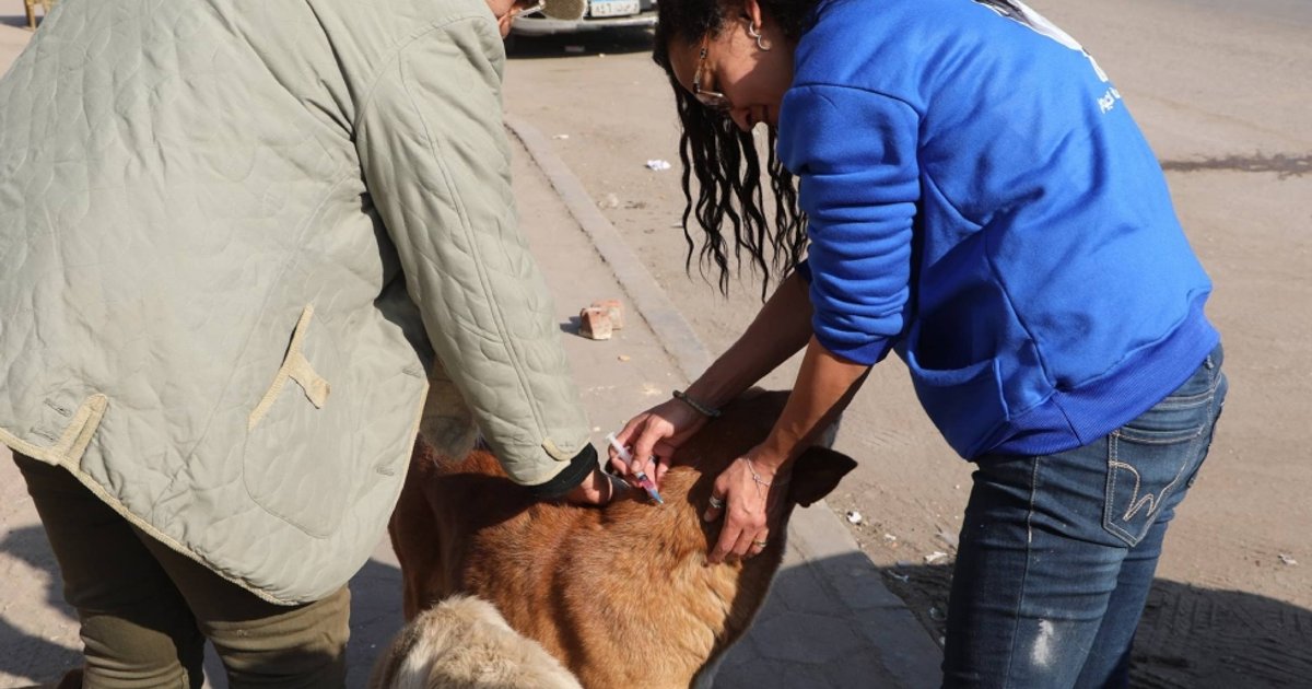 Vaccination of Stray Dogs in Egypt: Comprehensive Veterinary Campaign