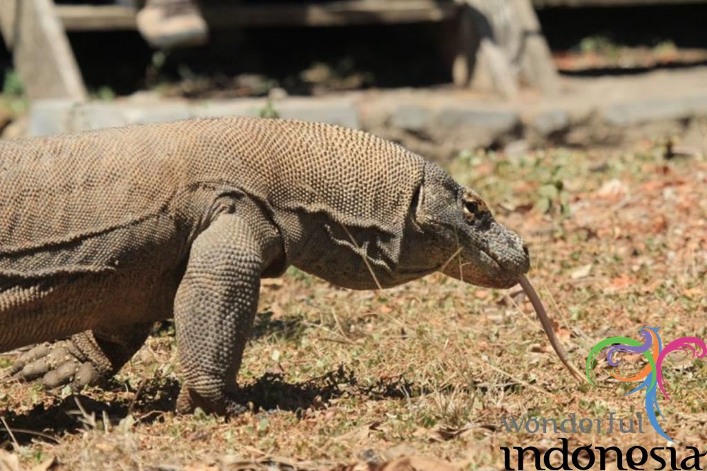 مراقبة حركة الكومودو في نوسا تينجارا الشرقية