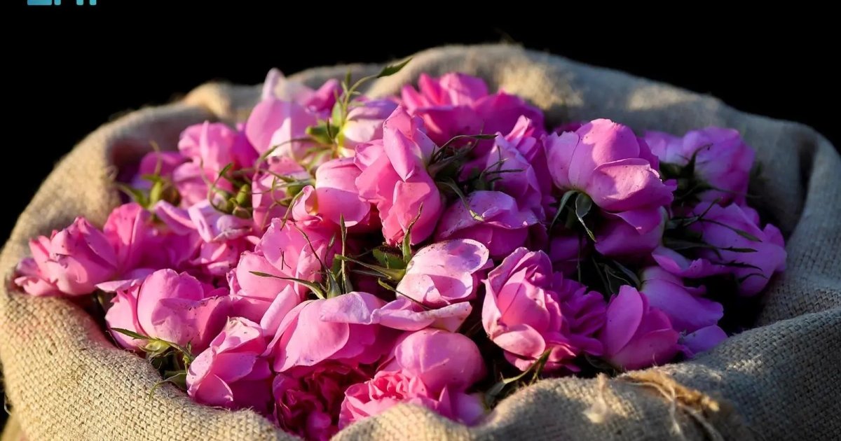 Increase Flower Production in Saudi Arabia by 15%