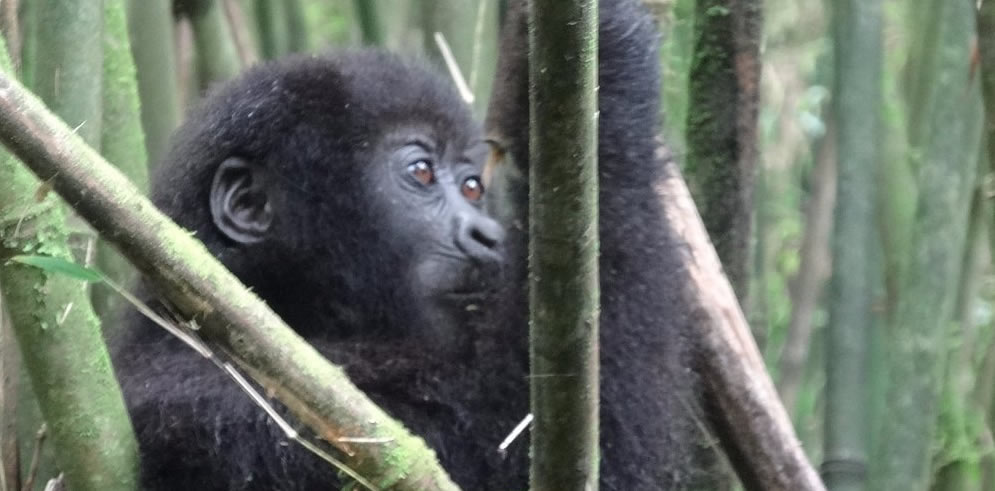 إدارة الموارد الطبيعية المستدامة في رواندا