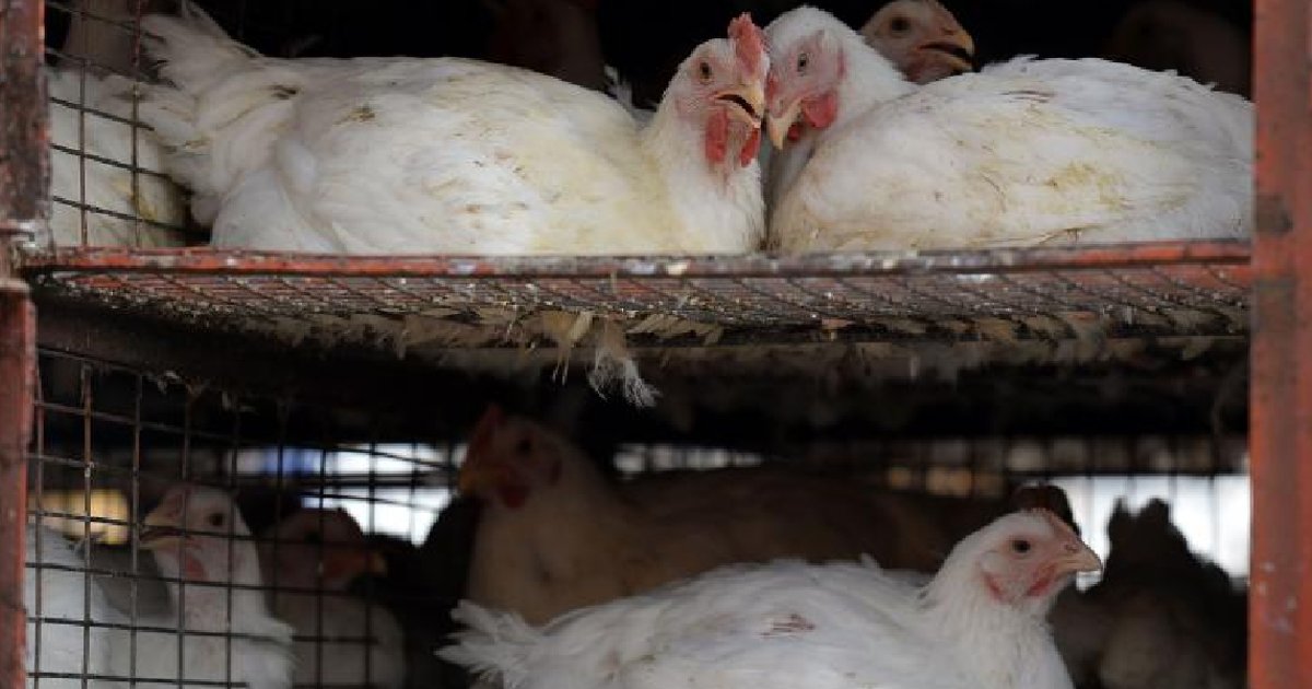 تراجع أسعار الفراخ البيضاء في مصر 2026