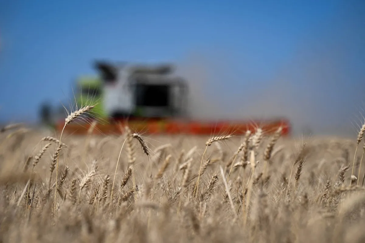 أزمة أسعار الأسمدة تهدد حصاد الحبوب في 2024