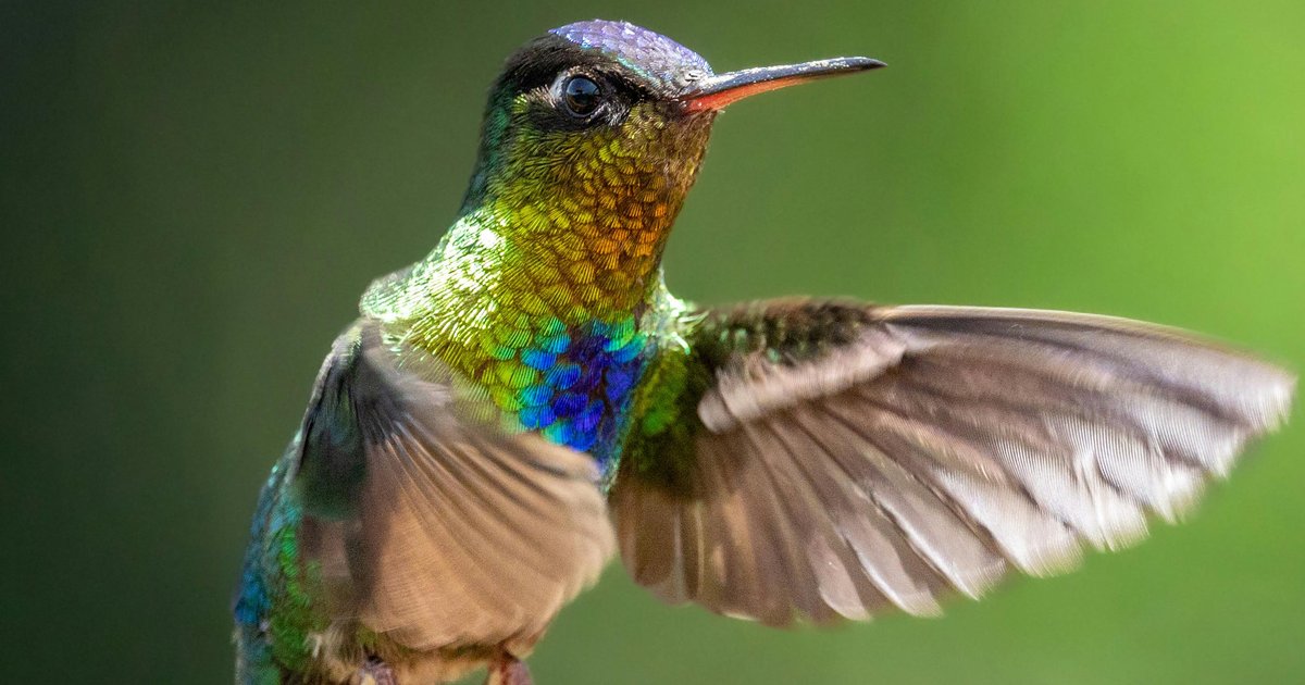 Colibri : une merveille naturelle défiant la physique