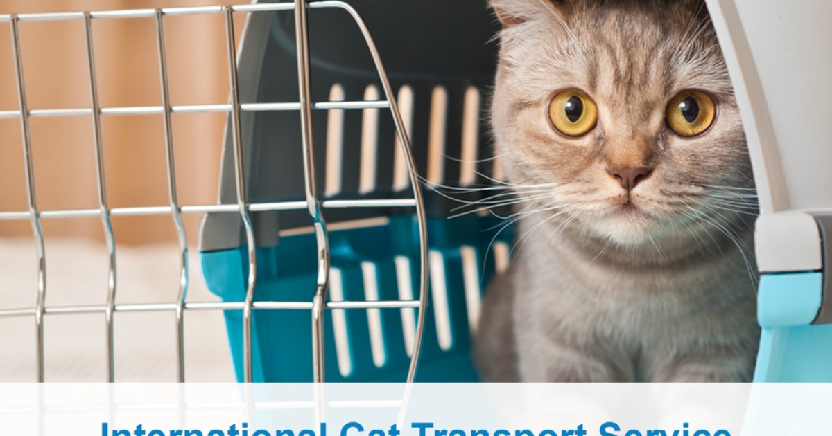 Nouveau service de transport des animaux de compagnie en Chine