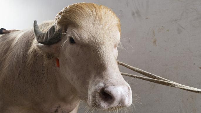 Sauver le buffle albinos rare au Bangladesh