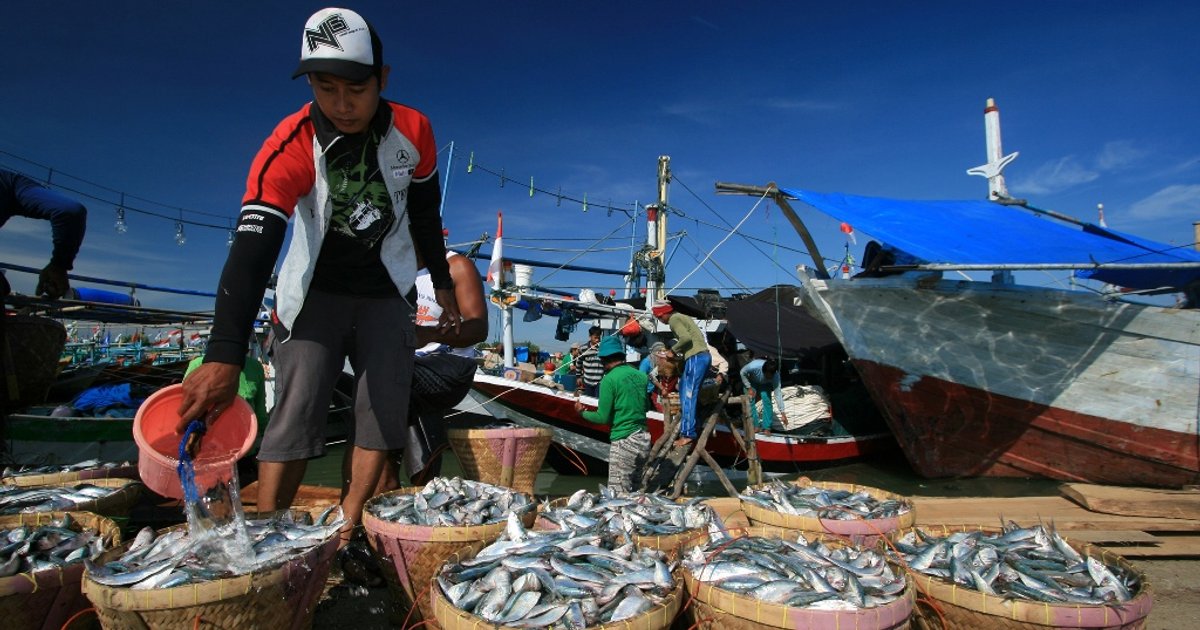 احتيال كبير في شراء الأسماك بإندونيسيا