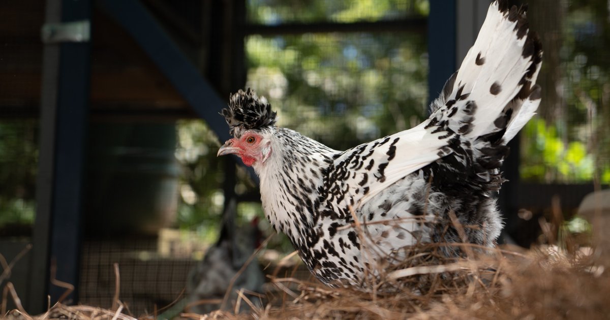 Warnungen vor Salmonelleninfektion durch Heimgeflügel