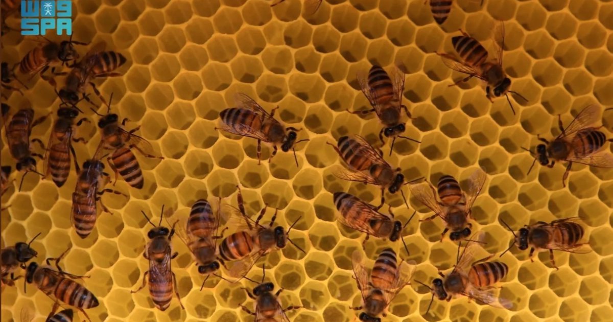 Renforcer l'apiculture en Arabie Saoudite