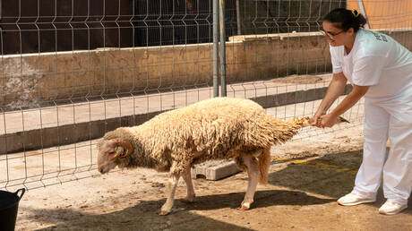 Jordan imports Syrian lamb to enhance food supplies