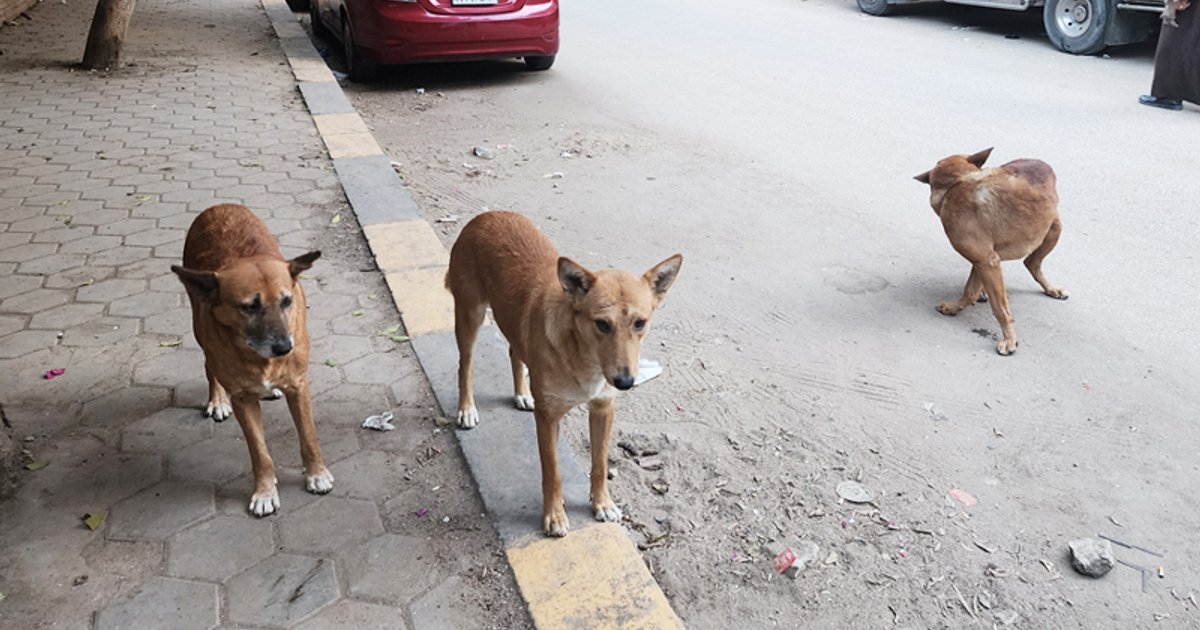 Mesures urgentes pour les chiens errants en Égypte