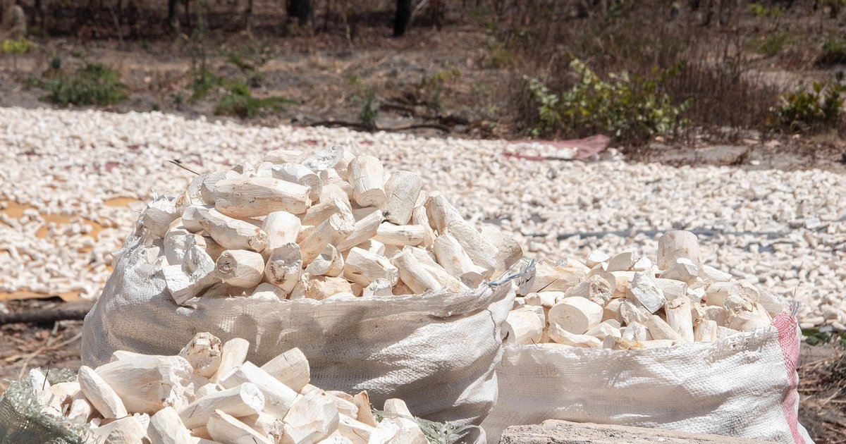 Boost Cassava Production for Food Security in Indonesia