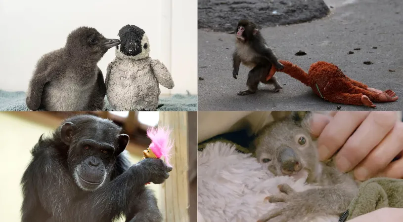 Berührende Tiergeschichten mit Puppen der Mutterschaft